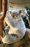Image result for Columbus Zoo Baby Koala