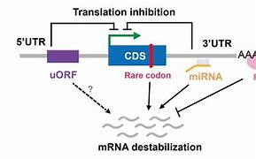 Image result for mRNA CDs