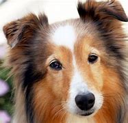 Image result for Sable Dog