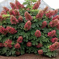 Image result for Hydrangea quercifolia Amethyst