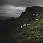Image result for sheep