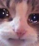 Image result for Sad Cat Memes Without Text