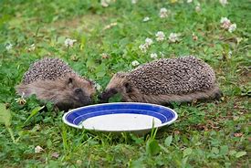 Image result for Hedgehog Feeding Station