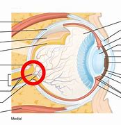 Image result for Blind Spot Retina