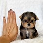 Image result for Pets at Home Dogs for Sale