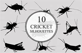 Image result for Cricket Bug SVG