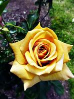 Image result for iPhone 8 Golden Rose