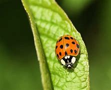 Image result for Chinese Beetle vs Ladybug