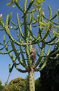 Image result for Cactus Tree