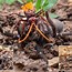 Image result for Giant Tarantula Wasp