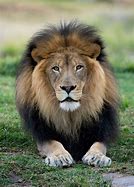 Image result for Lion
