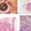 Image result for Pigment Epithelium of Retina Histology