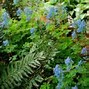 Image result for Corydalis elata Golden Spinners