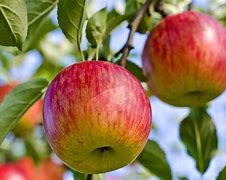 Image result for Fuji Green Apple