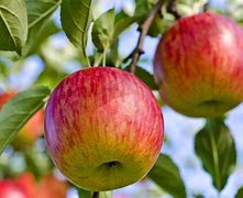 Image result for Fuji Apple Tree Leaves