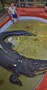 Image result for Biggest CROCODILE Australia