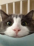 Image result for Funny Cat Pics