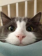 Image result for Cute Funny Cat Pics