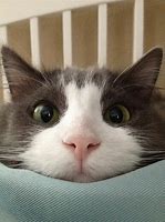 Image result for Funny Cat Girl