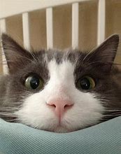 Image result for Cute Funny Looking Cats