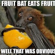 Image result for Funny Fruit Bat Memes