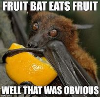 Image result for Funny Cartoon Fruit Bats