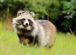 Image result for Raccoon Dog Species