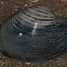 Image result for Ocean Quahog Shell Drawing