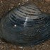 Image result for Ocean Quahog Clam