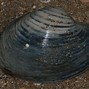 Image result for Ang Burrowing Clam Ocean Quahog