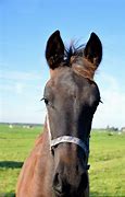 Image result for Horse Length