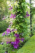 Image result for Clematis Honora
