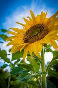 Image result for HelloBeautiful Sunflower Images
