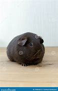 Image result for Chocolate Guinea Pig