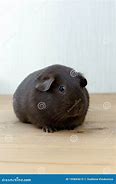 Image result for Chocolate Guinea Pig