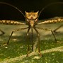Image result for Mosquito Traps Outdoor