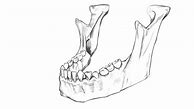 Image result for Skull Jaw Hand Drawing