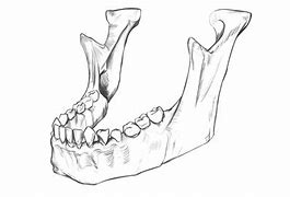 Image result for Upper Jawbone