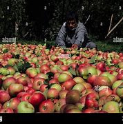 Image result for Kashmiri Apple