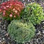 Image result for Saxifraga Dr Ramsey