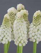 Image result for Muscari White Spear