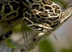 Image result for Burmese Lamia