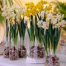 Image result for Narcissus Doctor Witteveen