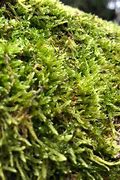 Image result for Moss Like. Plants