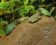 Image result for Cool Frog Wallpaper