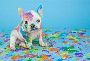 Image result for Colorful Dogs