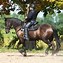 Image result for Western Horse Riding