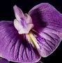 Image result for Types of Purple Orchids