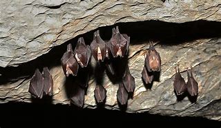 Image result for Bat Sleep