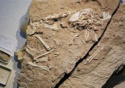 Image result for Fossil Puppy Found 2019
